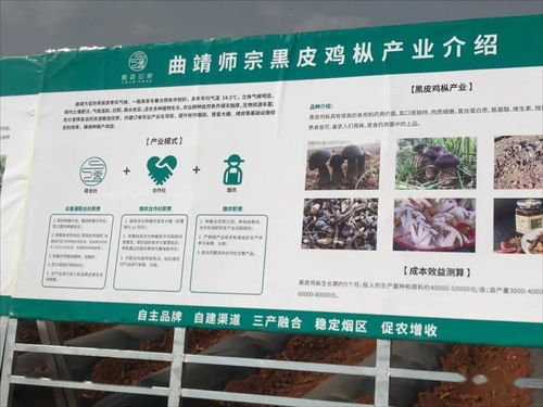 云南國發(fā)有機肥技術(shù)助力師宗煙草產(chǎn)業(yè)，推動土壤改良與環(huán)保發(fā)展